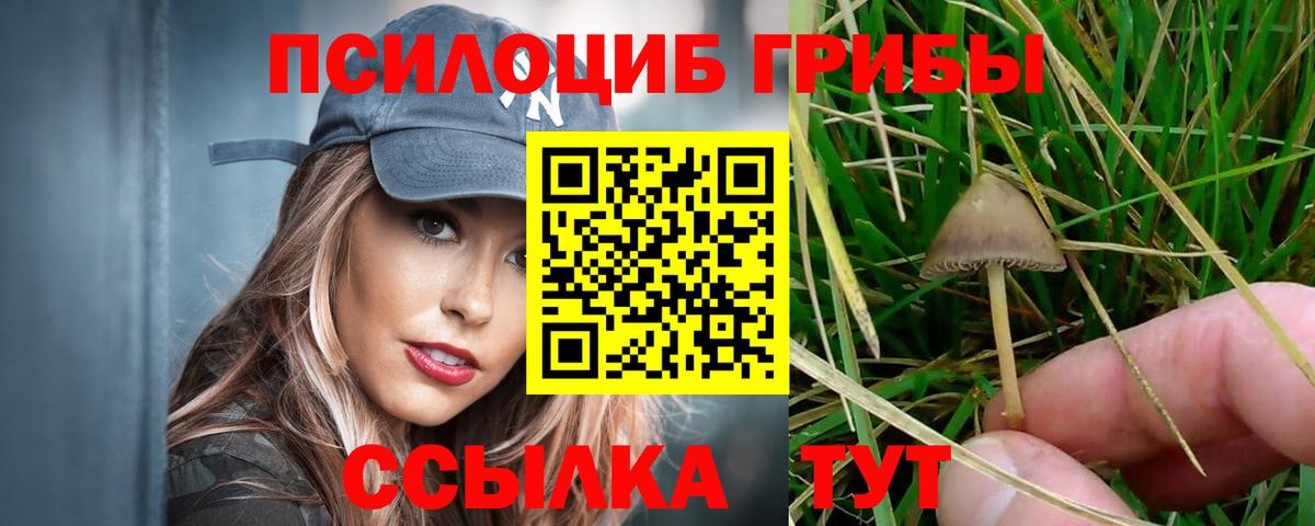 Псилоцибиновые грибы Psilocybe  Вход с VPN  Белогорск 